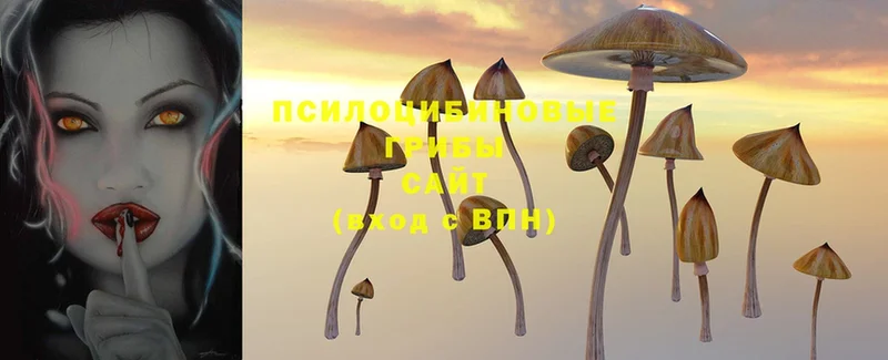 Галлюциногенные грибы Cubensis  Галич 